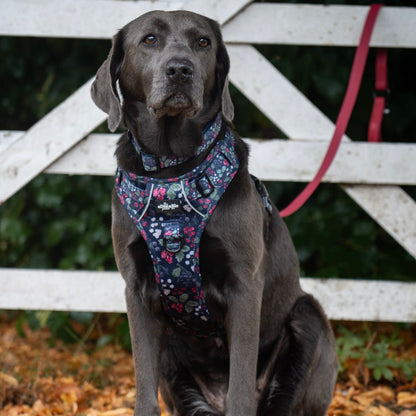 Hike & Go Lite™ Harness - Bramble Berry