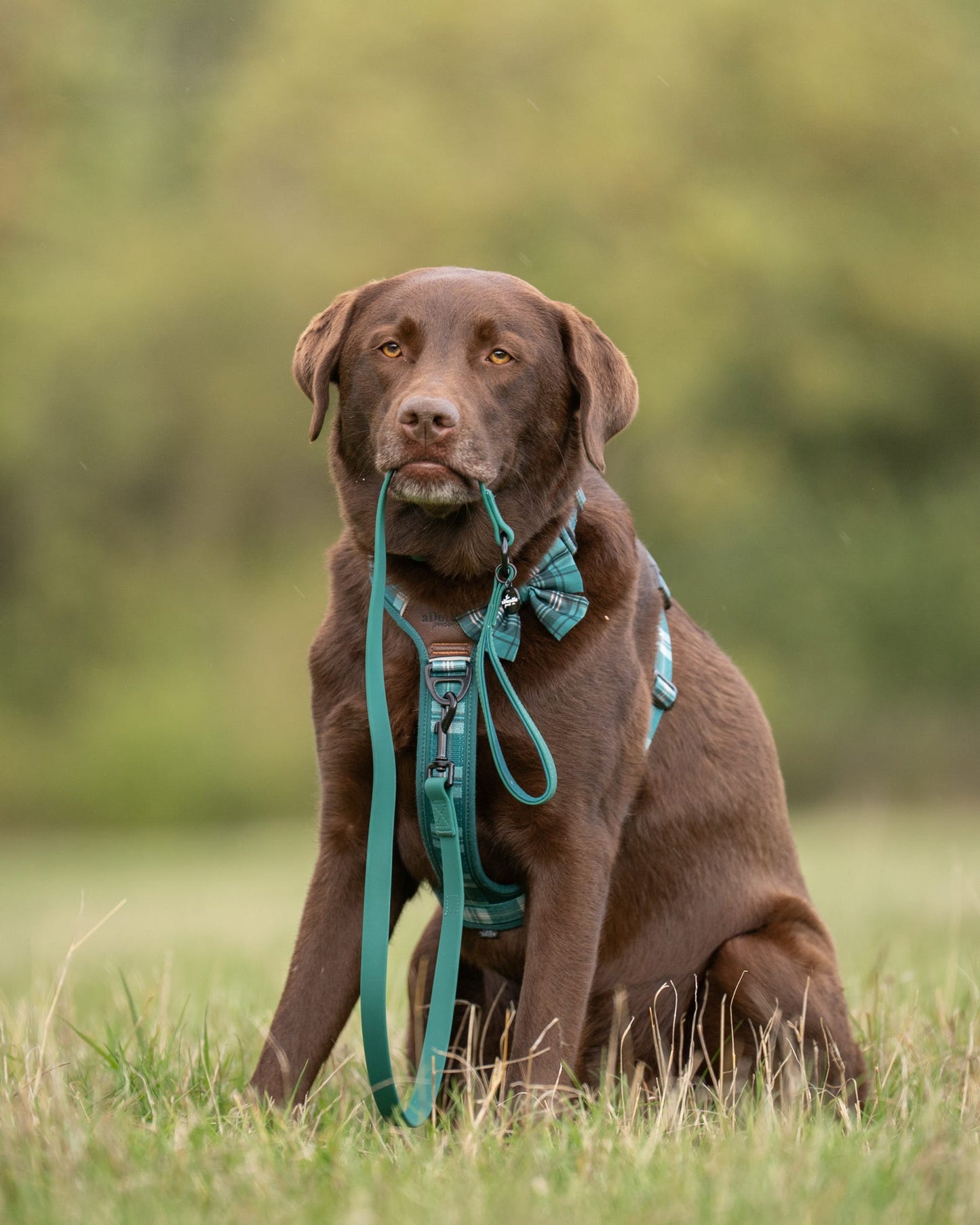HydroFlex™ Waterproof Dog Lead - Pheasant Green