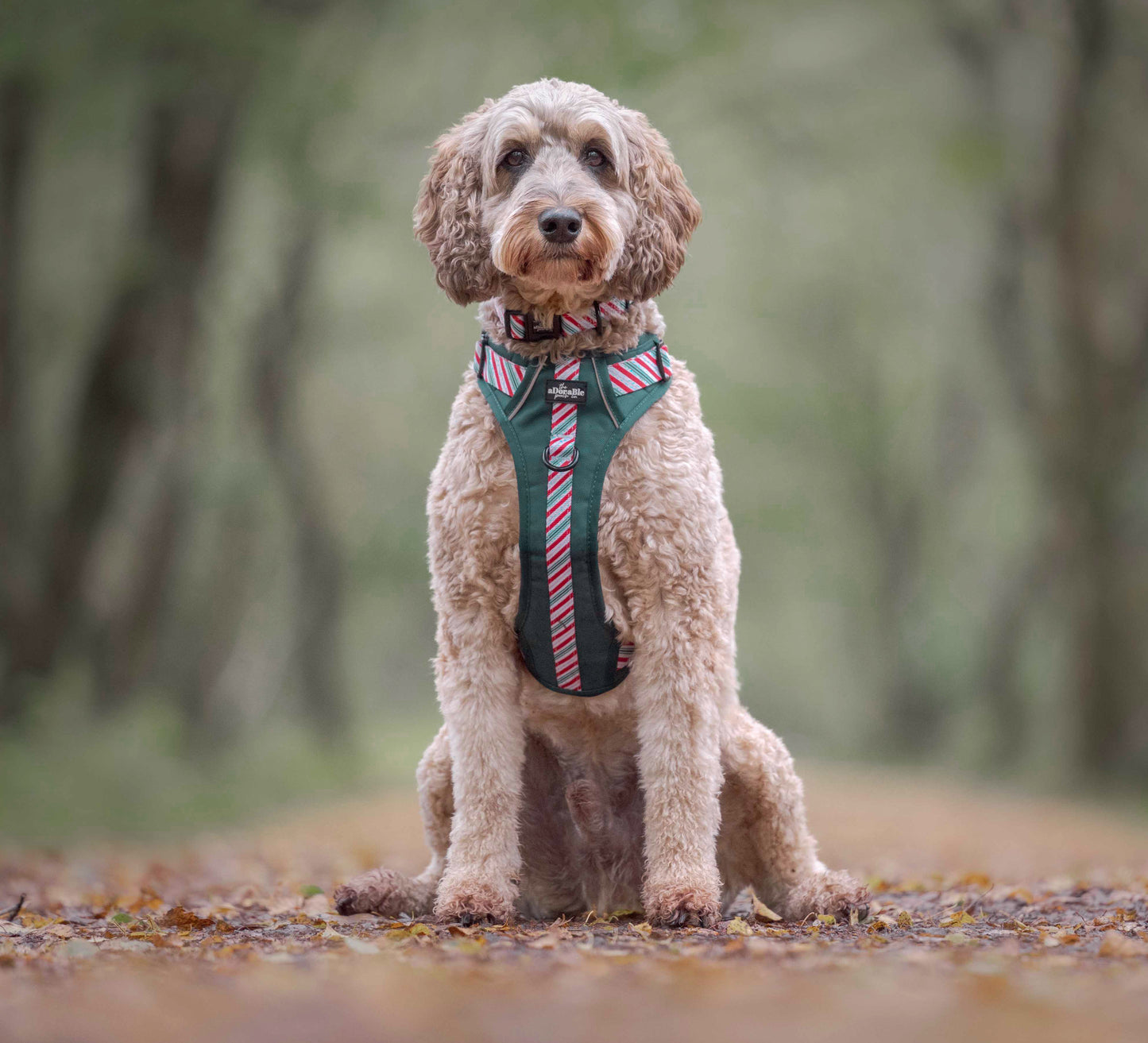 Hike & Go™ Harness - Candy Cane Forest