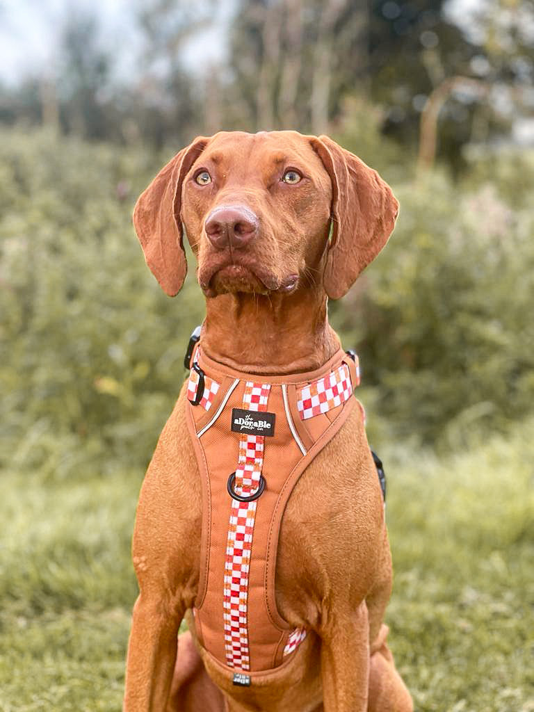 Hike & Go™ Harness - Gingerbread Waffle