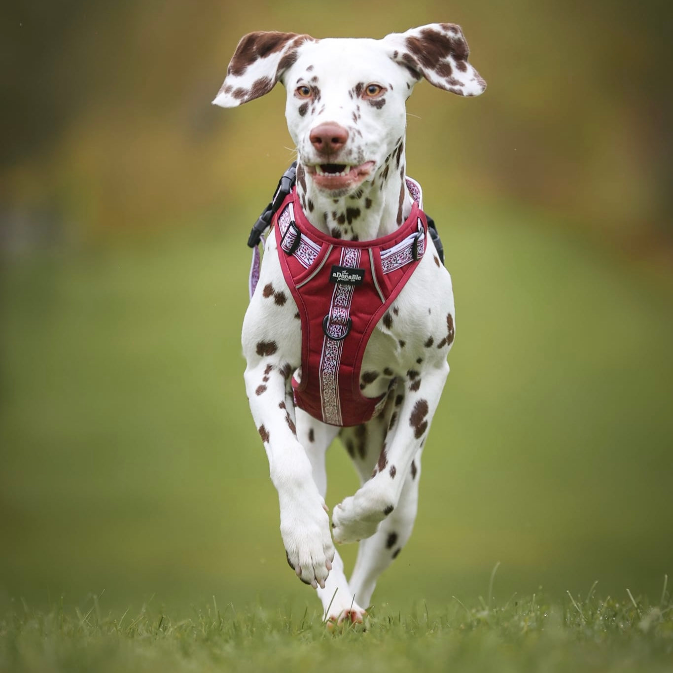 Hike & Go™ Harness - Cherrywood Ivy