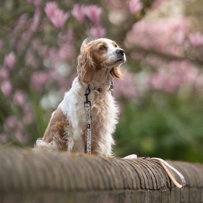 Dog Collar - Spring Garden