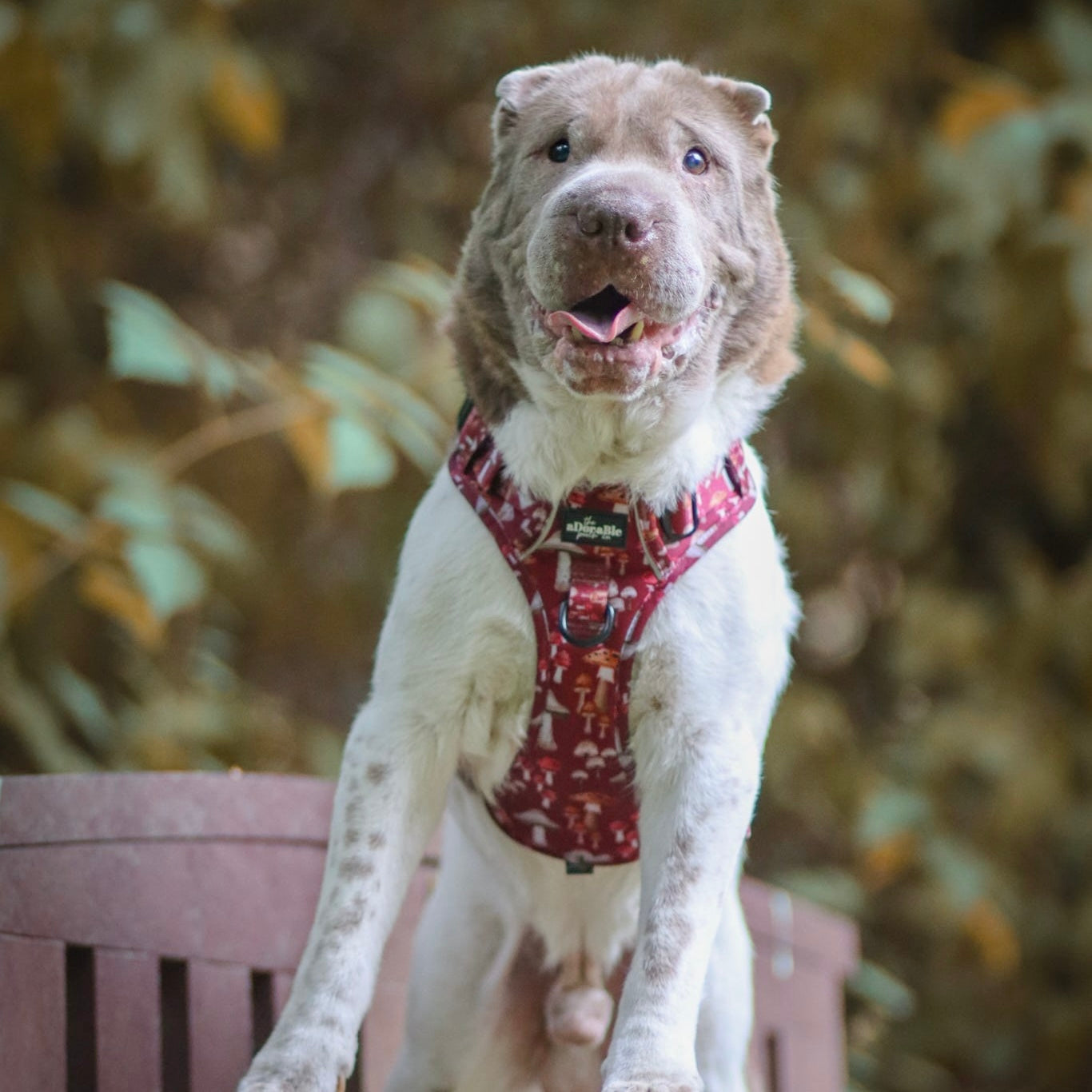 Hike & Go Lite™ Harness - Mulberry Mushrooms