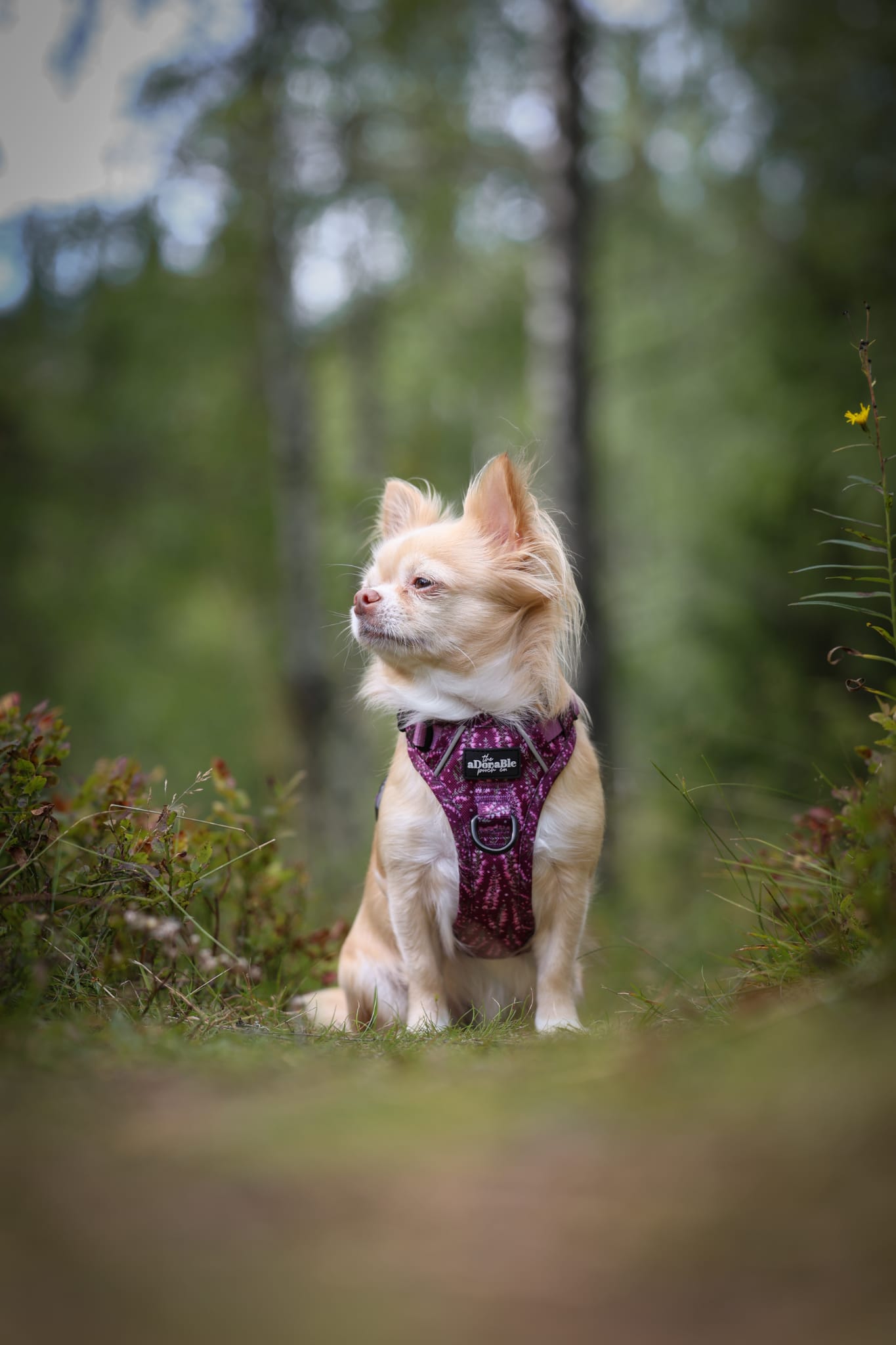 Hike & Go™ Harness - Highland Heather