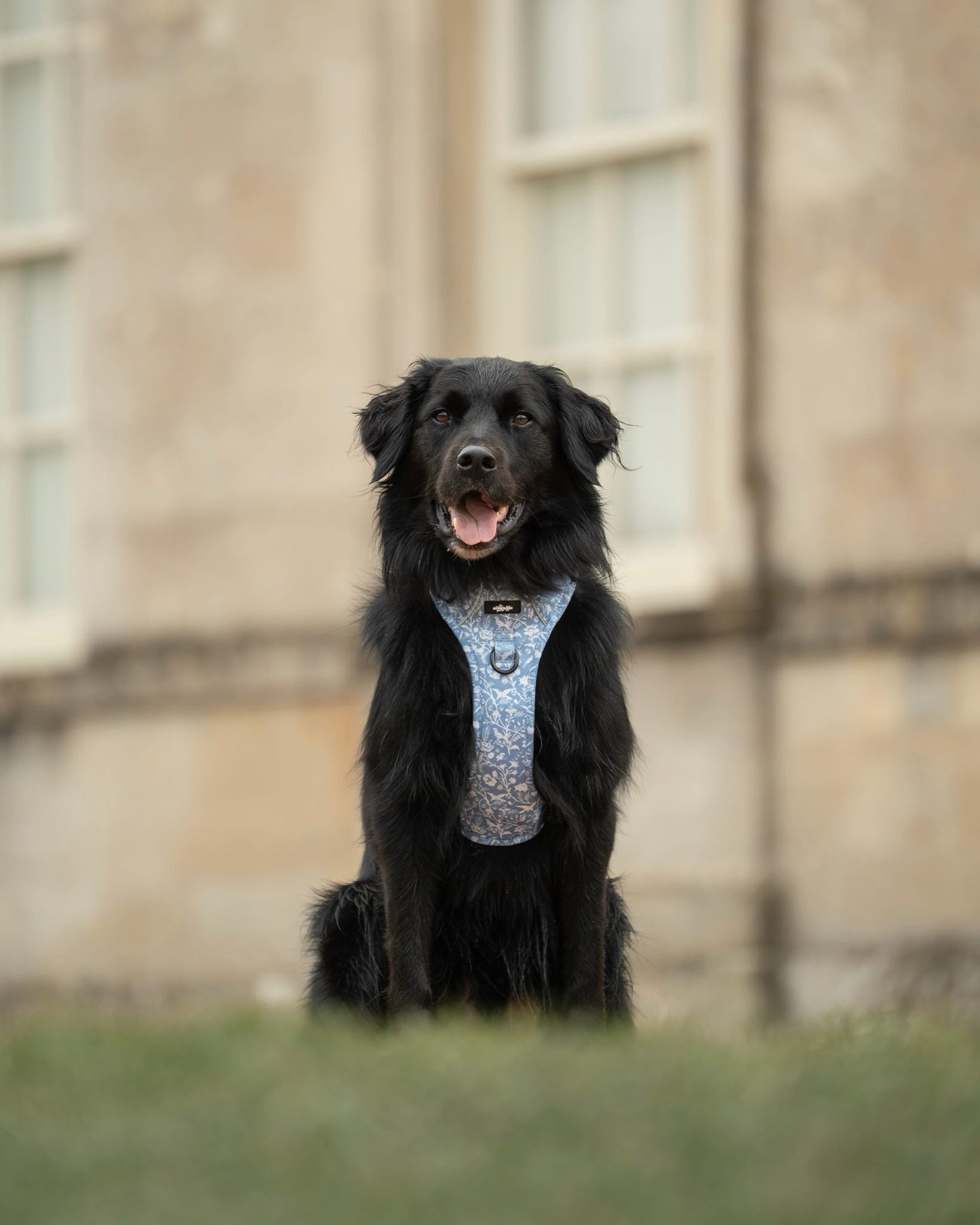 Laura Ashley Dog Harness - Shepherd's Purse