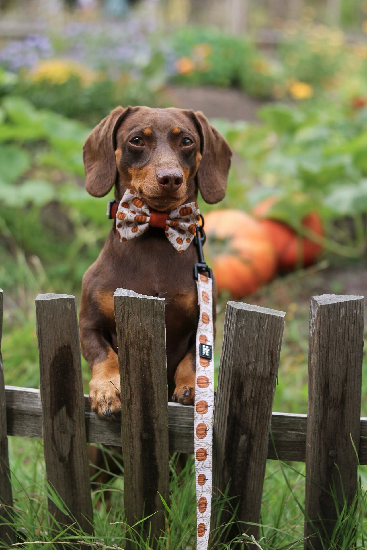 Bow Tie - Pumpkin Farm