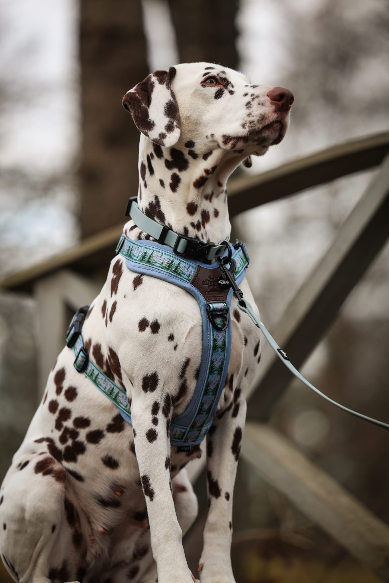 HydroFlex Lite™ Dog Collar - Sky Blue