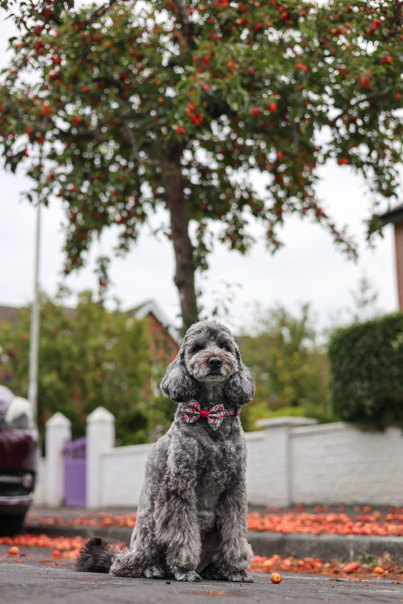 Bow Tie - Crab Apple Cottage