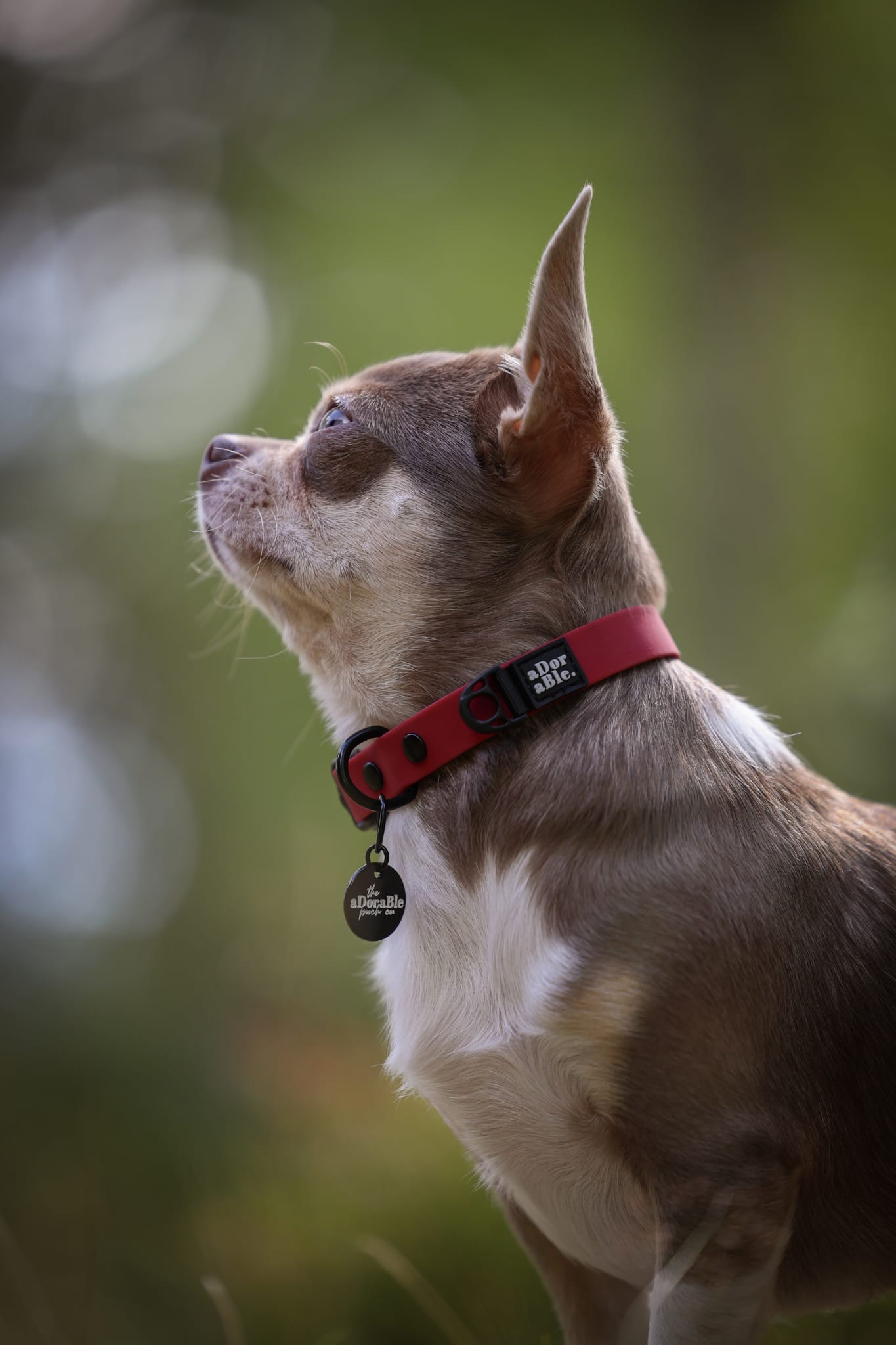 HydroFlex Lite™ Dog Collar - Mulberry