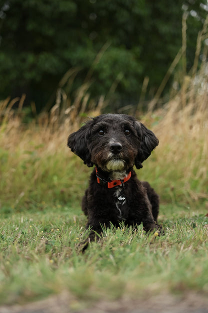 HydroFlex Lite™ Dog Collar - Burnt Orange