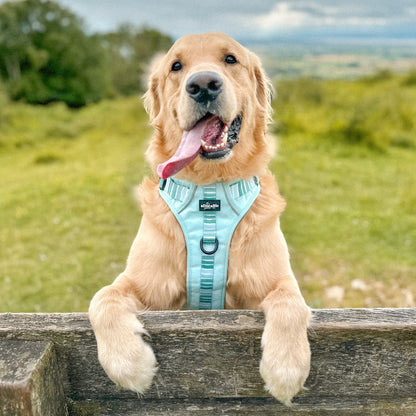 Hike & Go™ Harness - Hint Of Mint