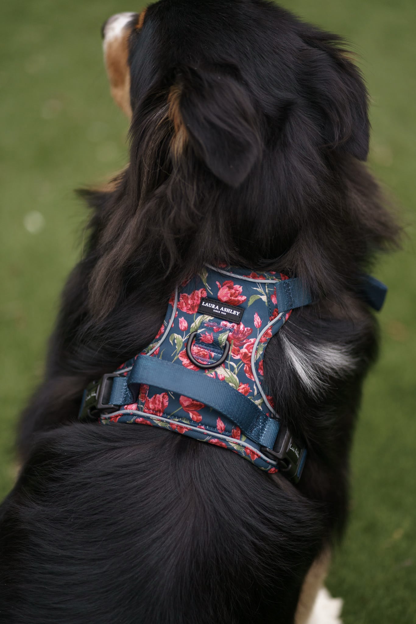 Laura Ashley Dog Harness - Gosford Meadow