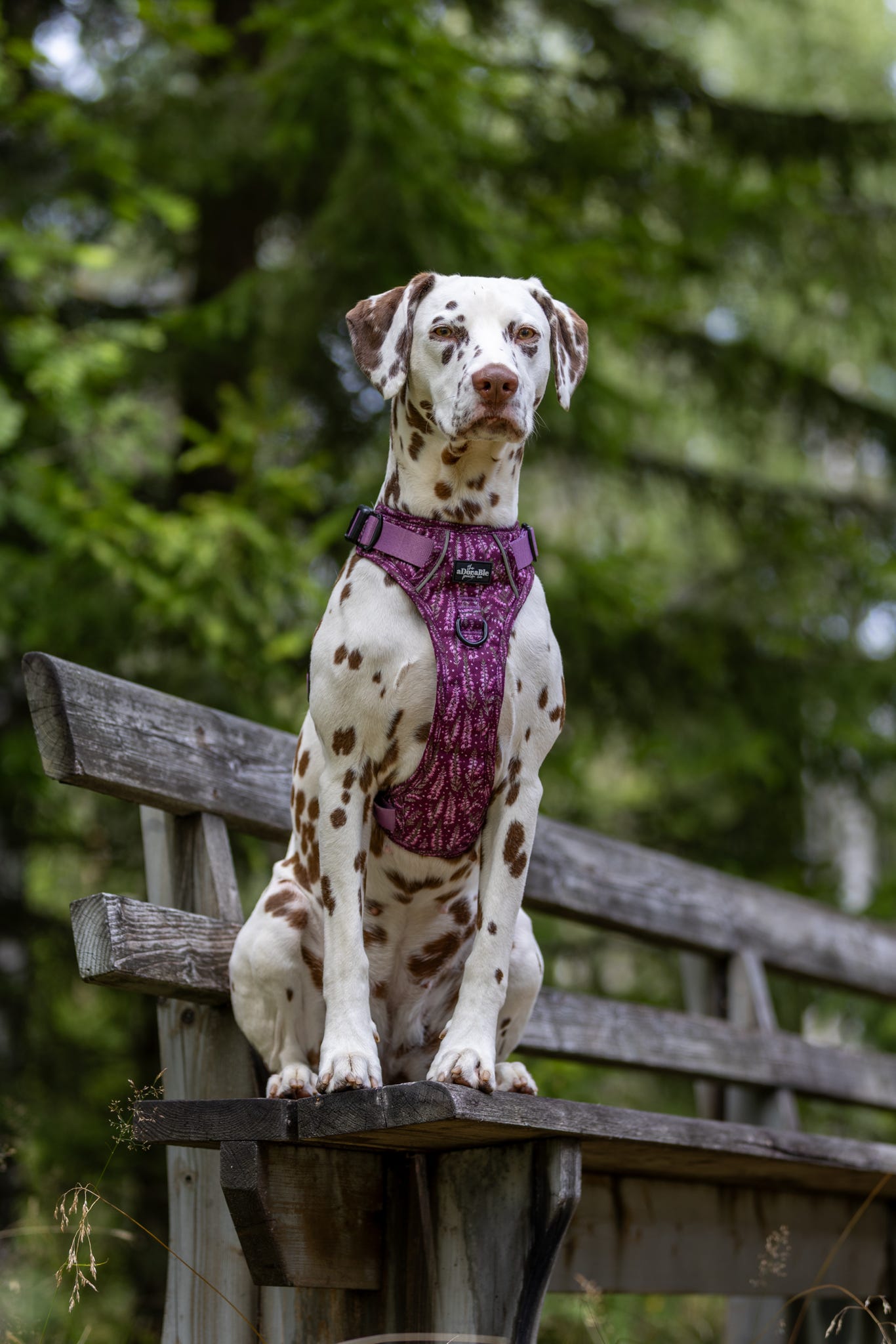 Hike & Go™ Harness - Highland Heather