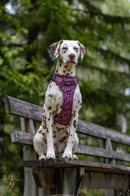 Hike & Go™ Harness - Highland Heather