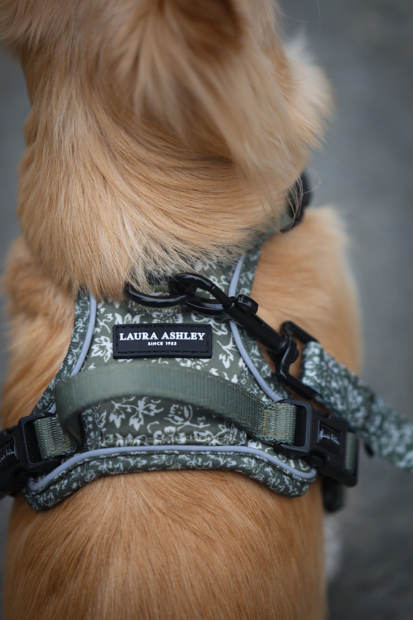 Laura Ashley Dog Harness - Sweet Alyssum