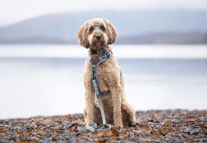 HydroFlex Lite™ Dog Collar - Sky Blue