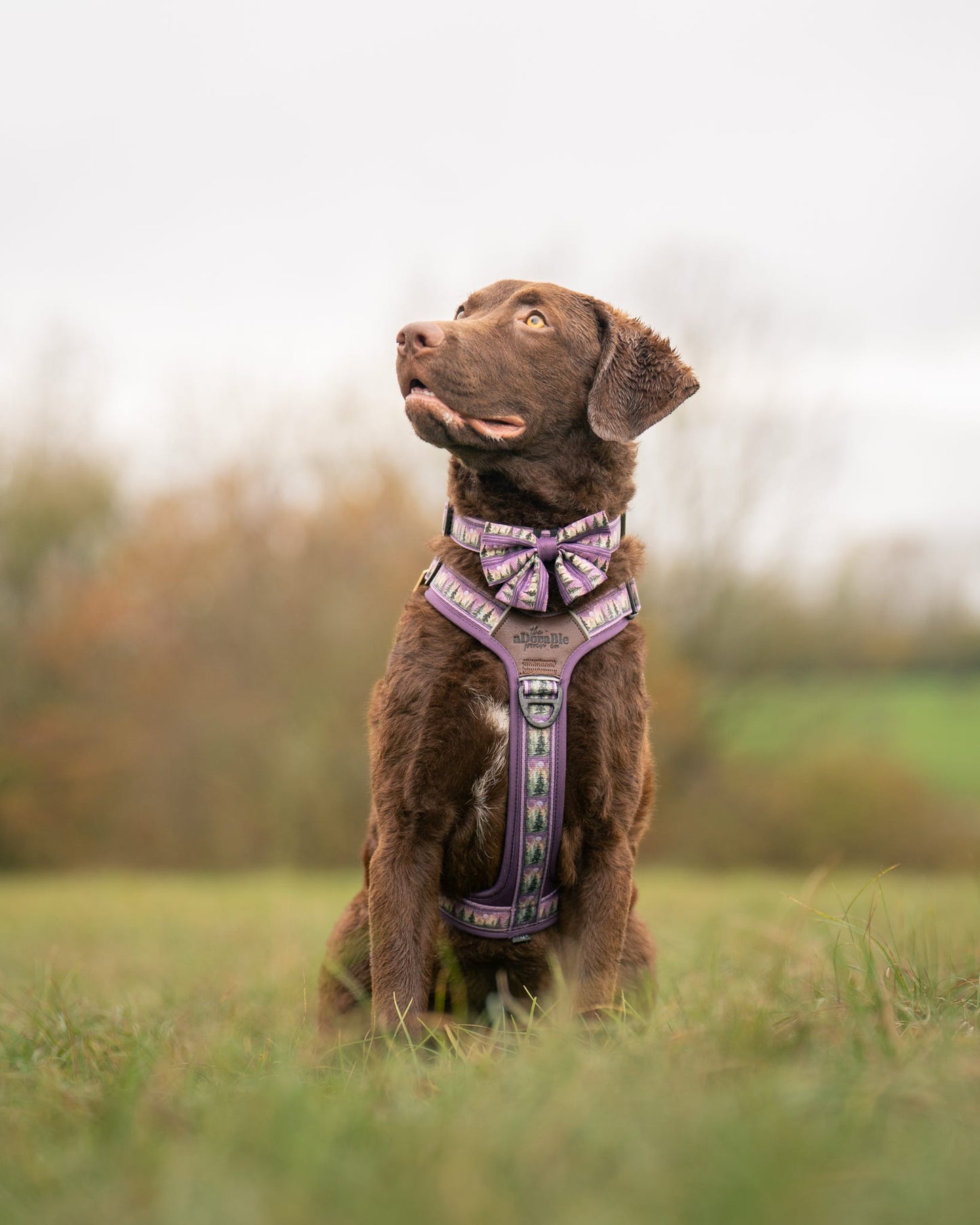 Sailor Bow Tie - Moonlit Pines