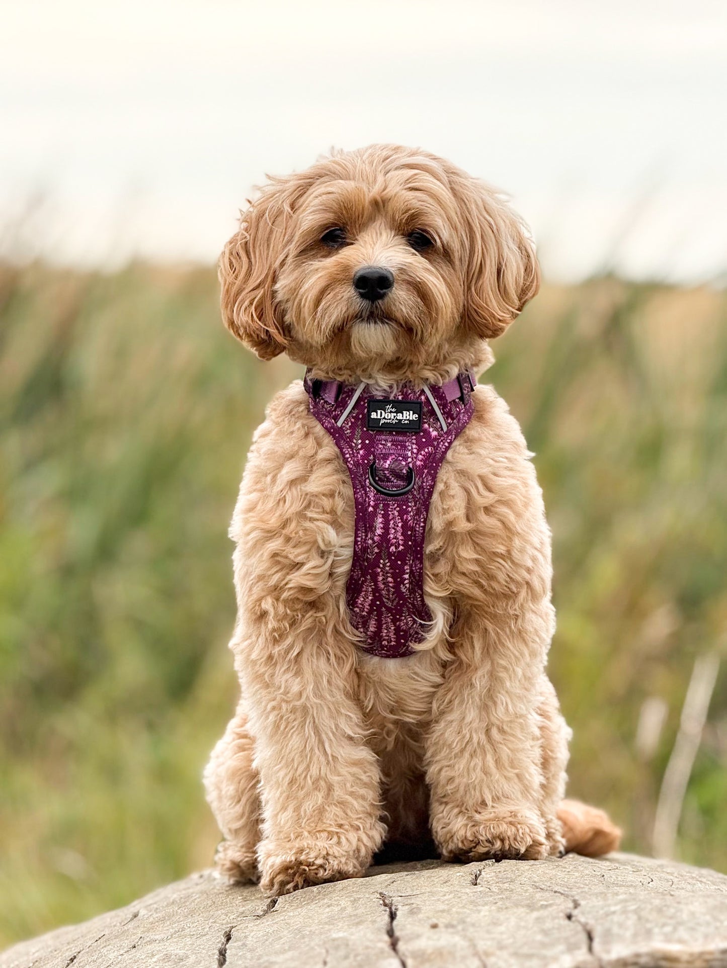 Hike & Go™ Harness - Highland Heather