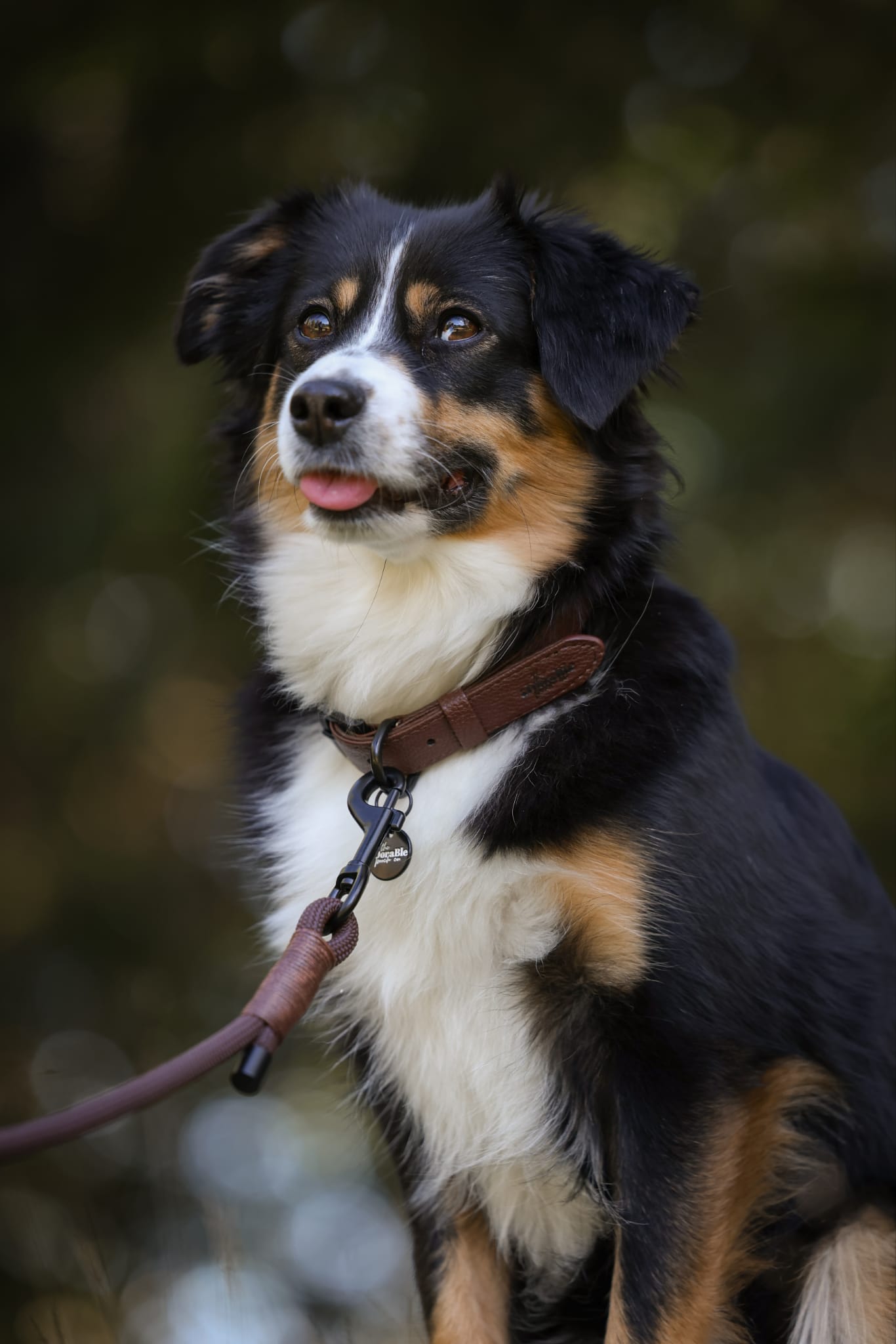 Heritage Faux Leather Dog Collar - Brown