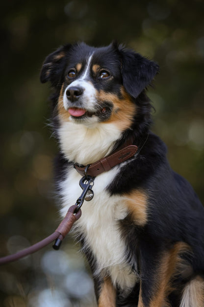 Heritage Faux Leather Dog Collar - Brown