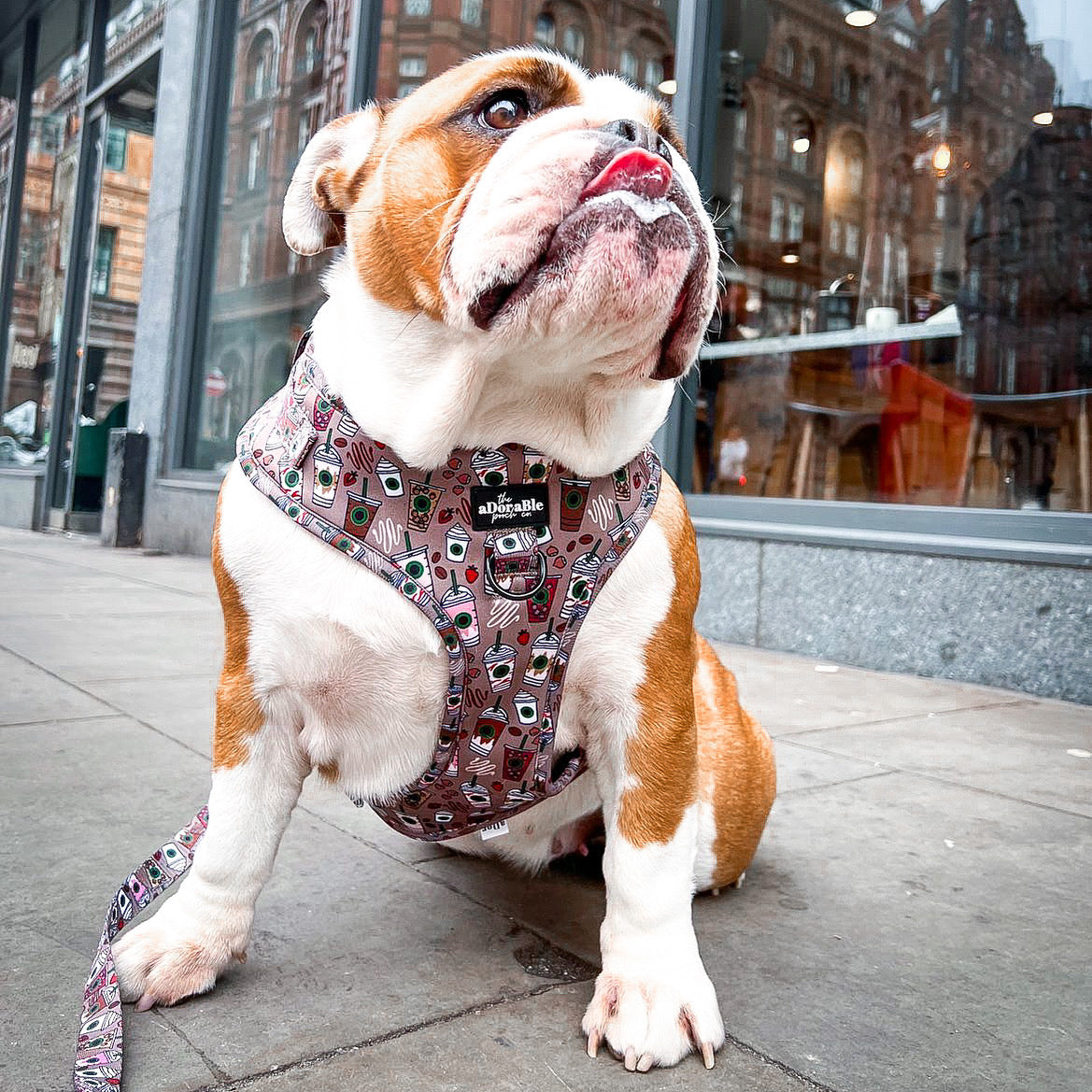 Adjustable Harness - Starbarks Frappé Hour - Large