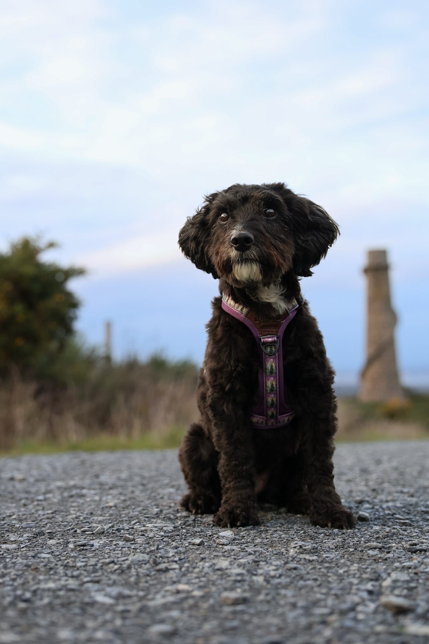 Streamline Pro™ Dog Harness - Moonlit Pines