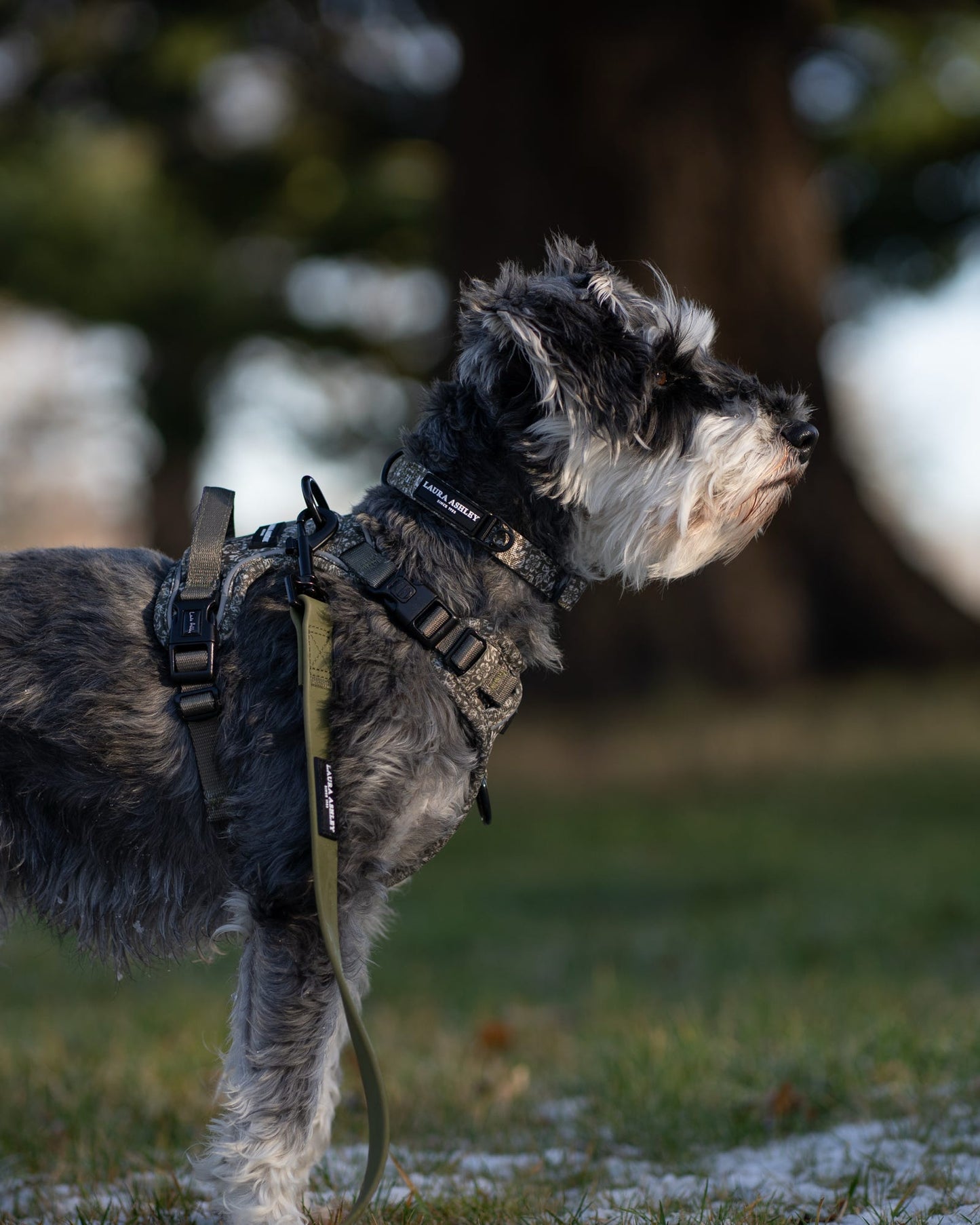 Laura Ashley Dog Harness - Sweet Alyssum