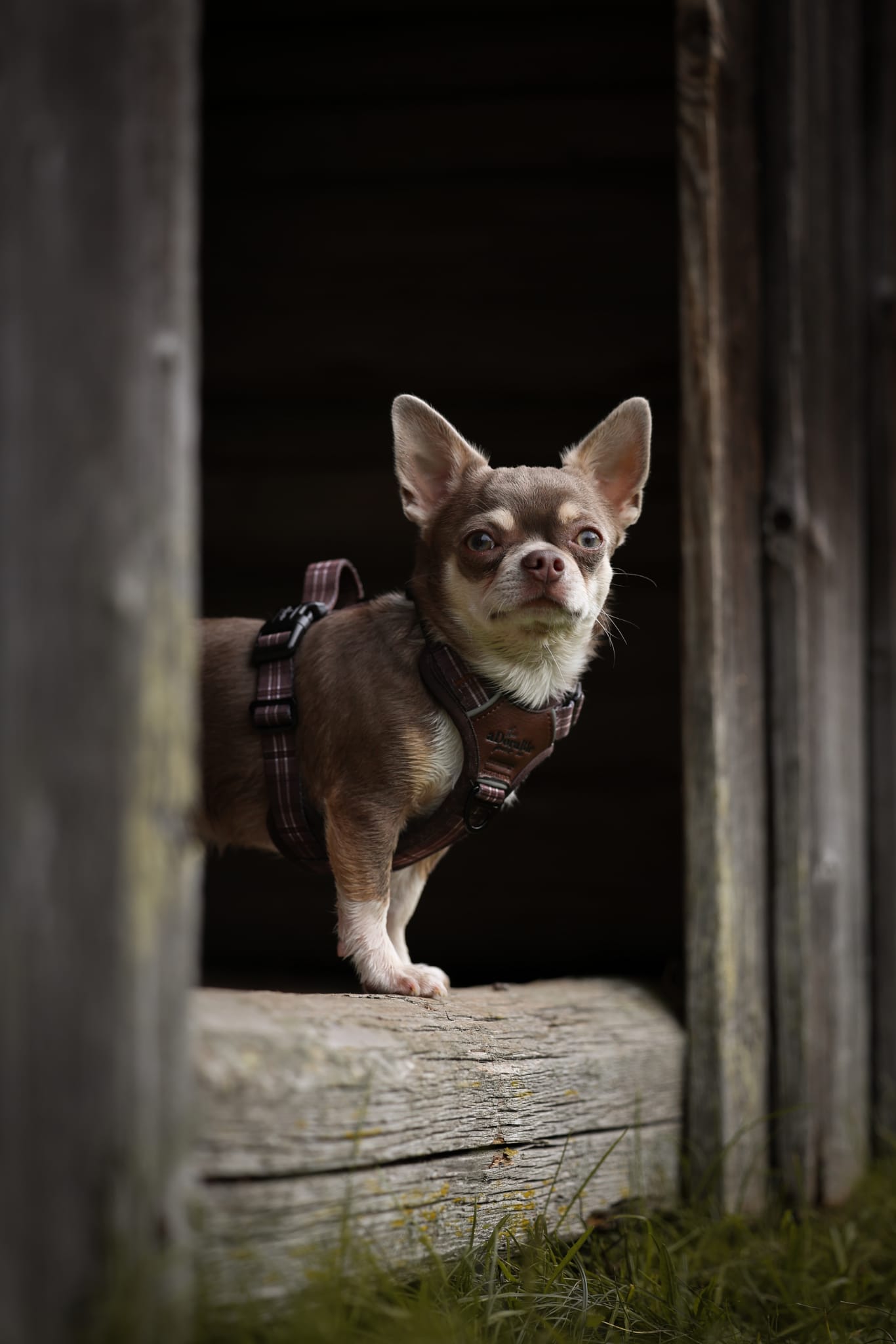 Streamline Pro™ Dog Harness - Heritage Collection - Truffle Brown