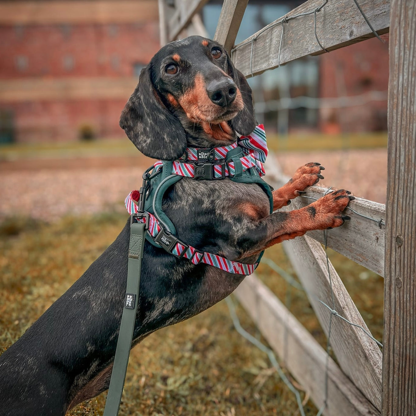 Hike & Go™ Harness - Candy Cane Forest