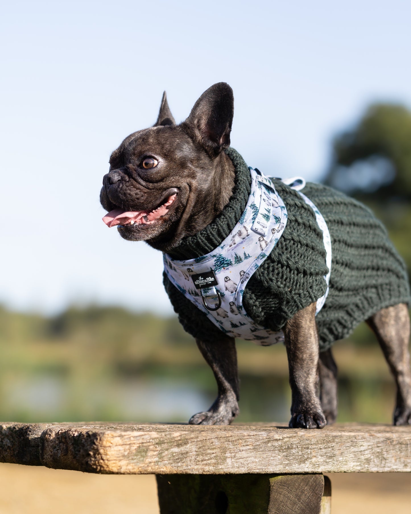 Hand Knitted Dachshund Jumper - Spruce Green