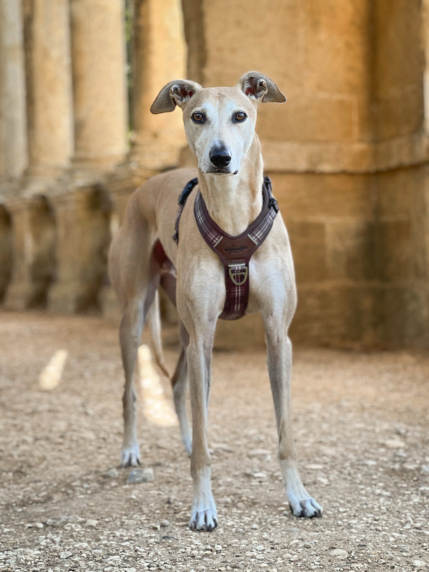 Streamline Pro™ Dog Harness - Heritage Collection - Truffle Brown