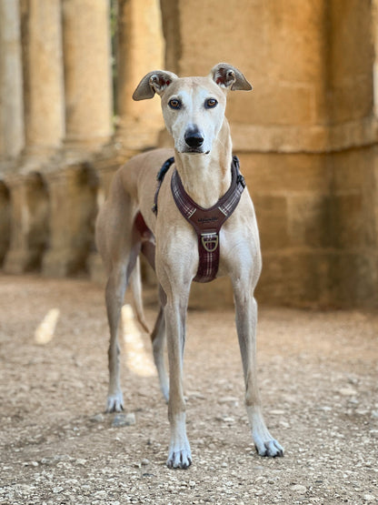 Streamline Pro™ Dog Harness - Heritage Collection - Truffle Brown