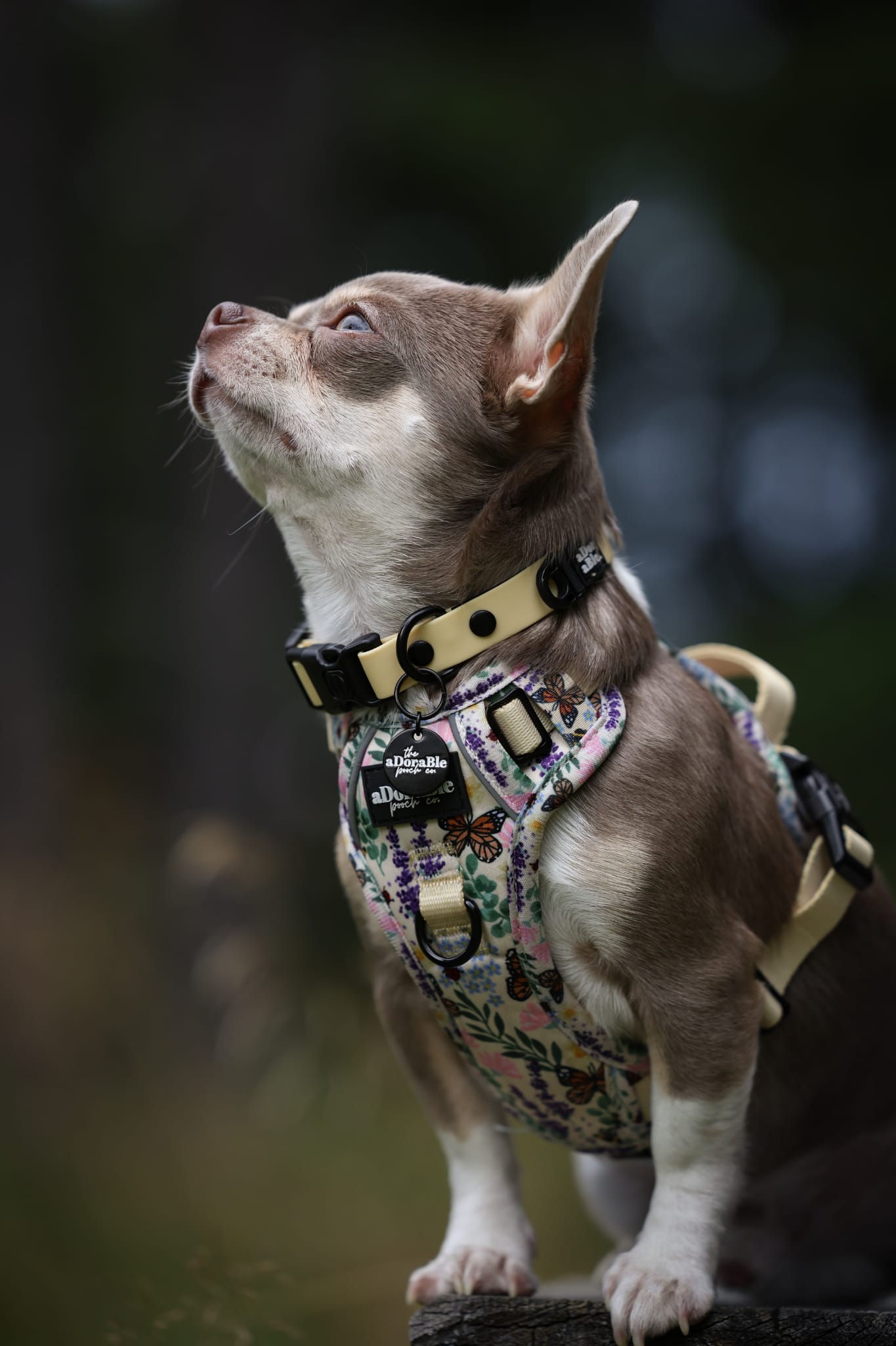 HydroFlex Lite™ Dog Collar - Lemon Sherbet