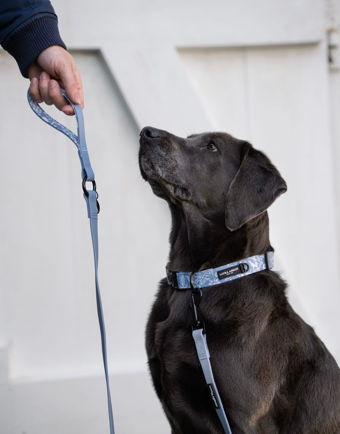Laura Ashley Dog Collar - Shepherd's Purse