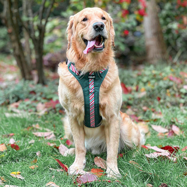 Hike & Go™ Harness - Candy Cane Forest