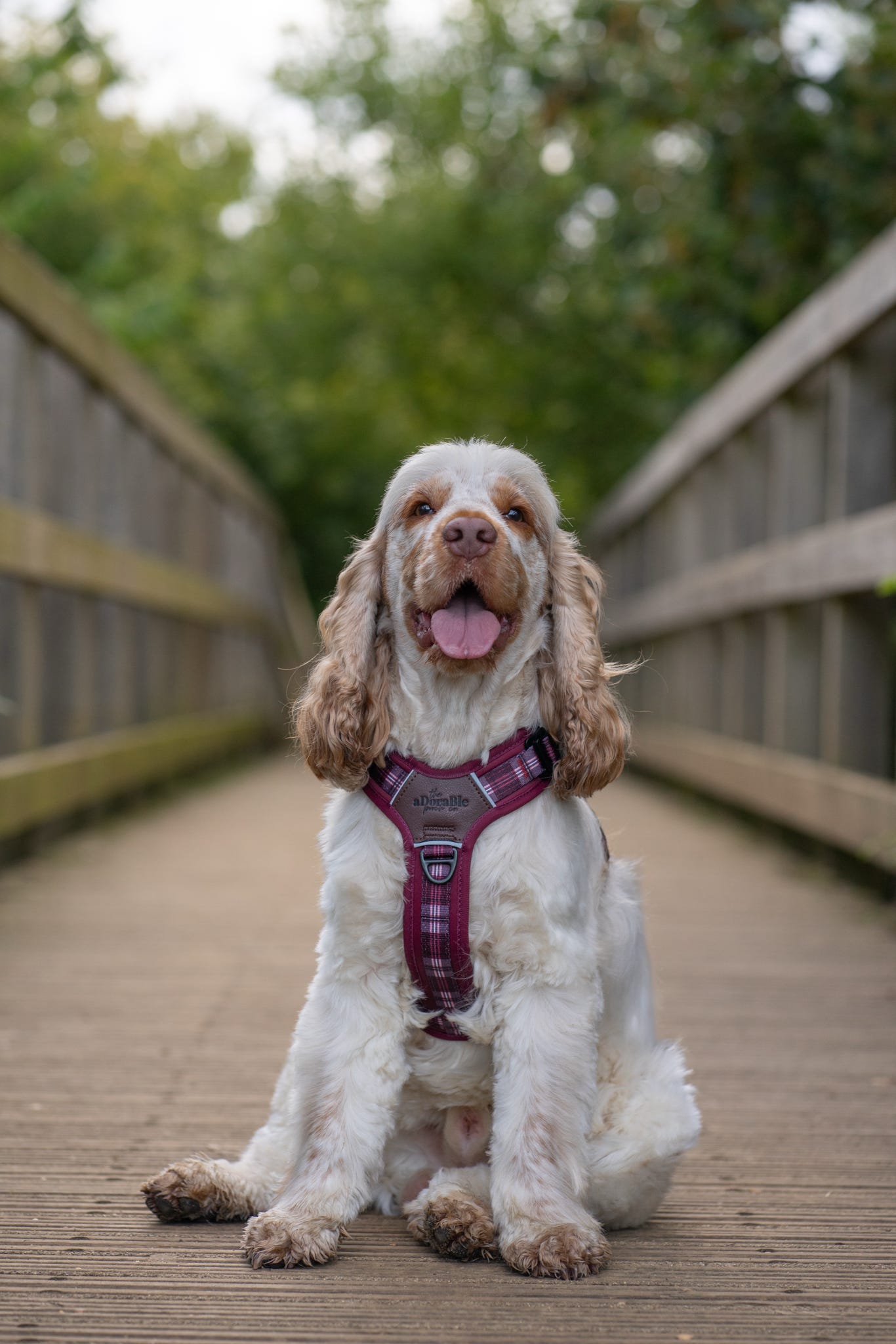 Streamline Pro™ Dog Harness - Heritage Collection - Merlot Manor