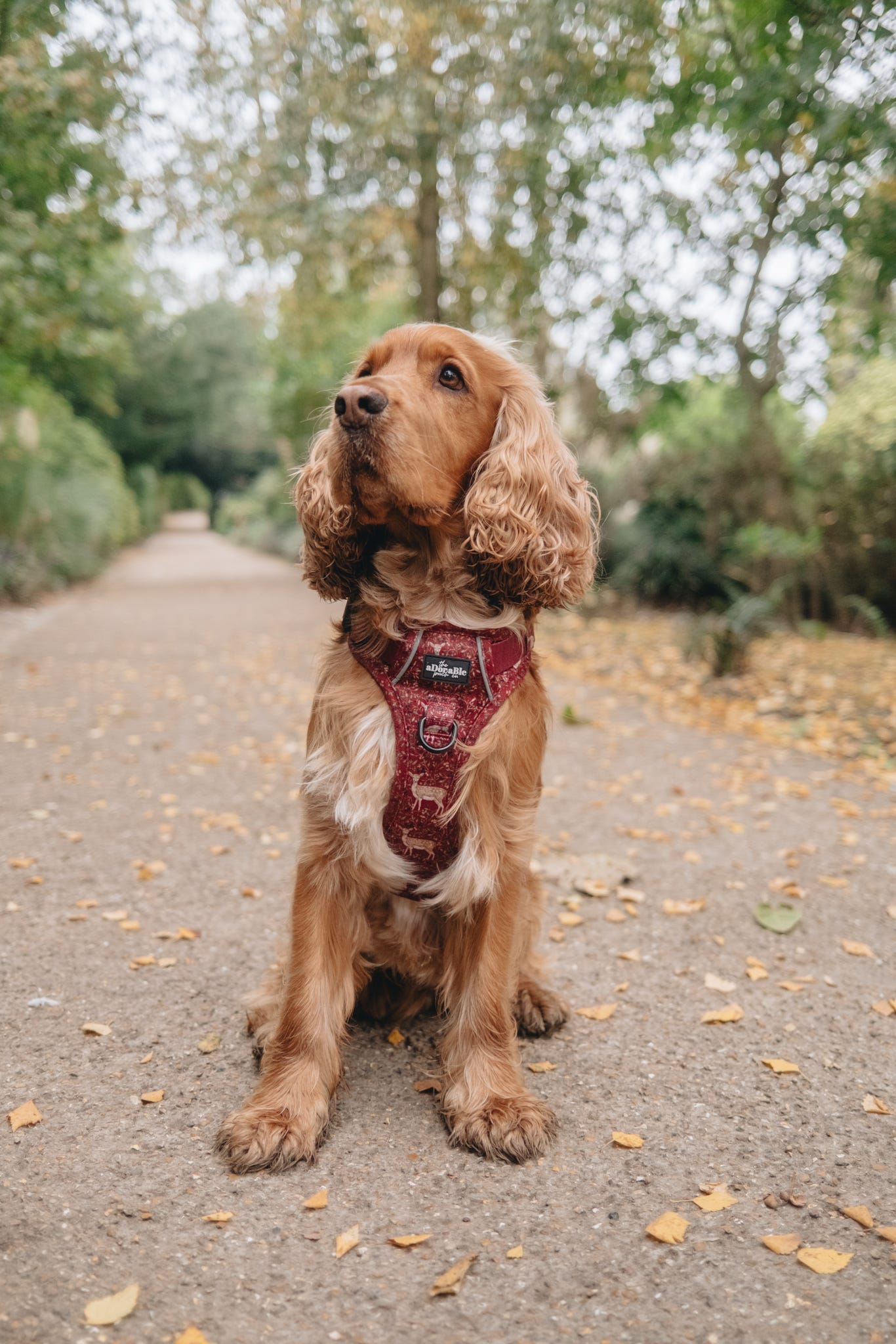 Hike & Go Lite™ Harness - Winter Fawn