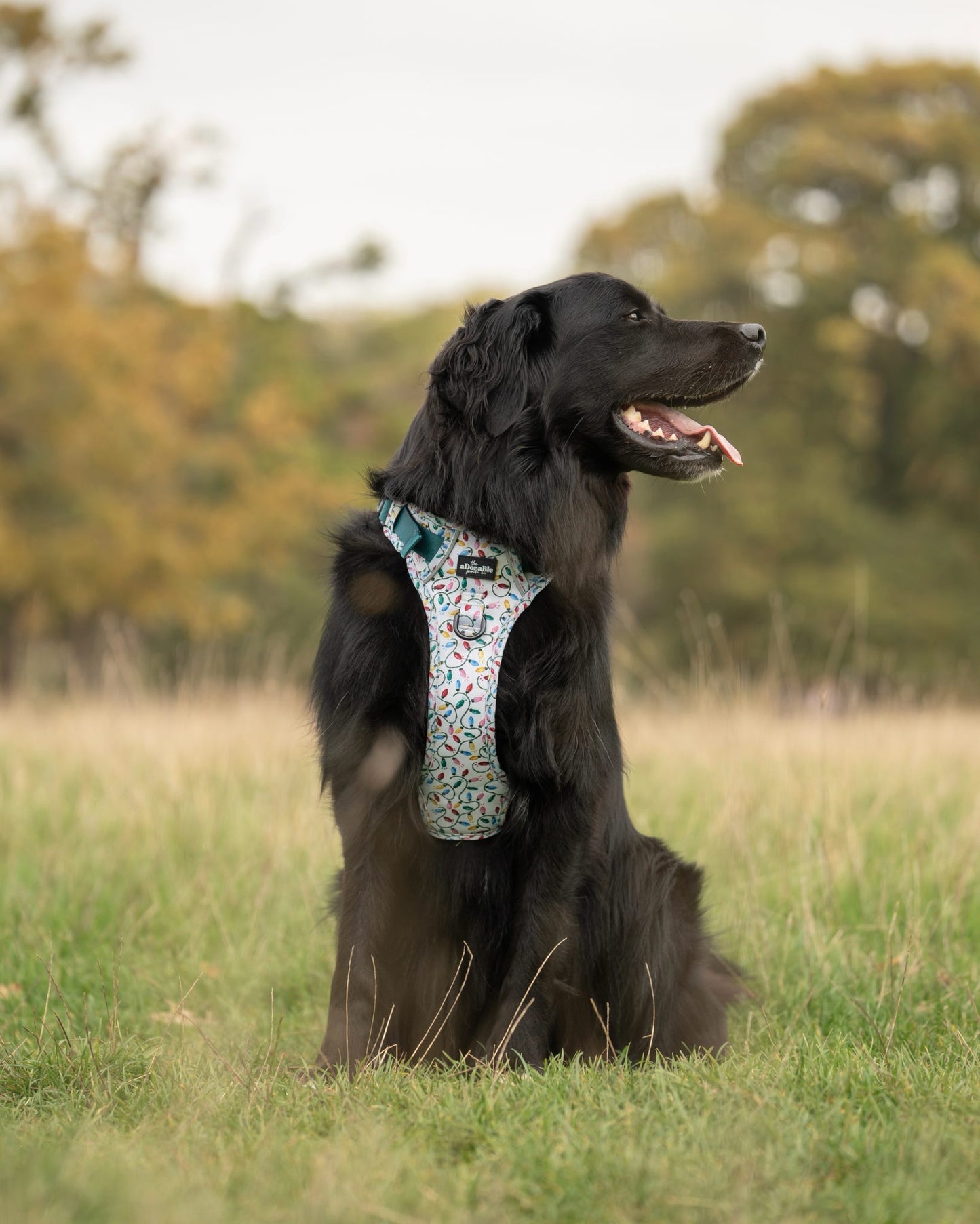Hike & Go Lite™ Harness - Festive Lights