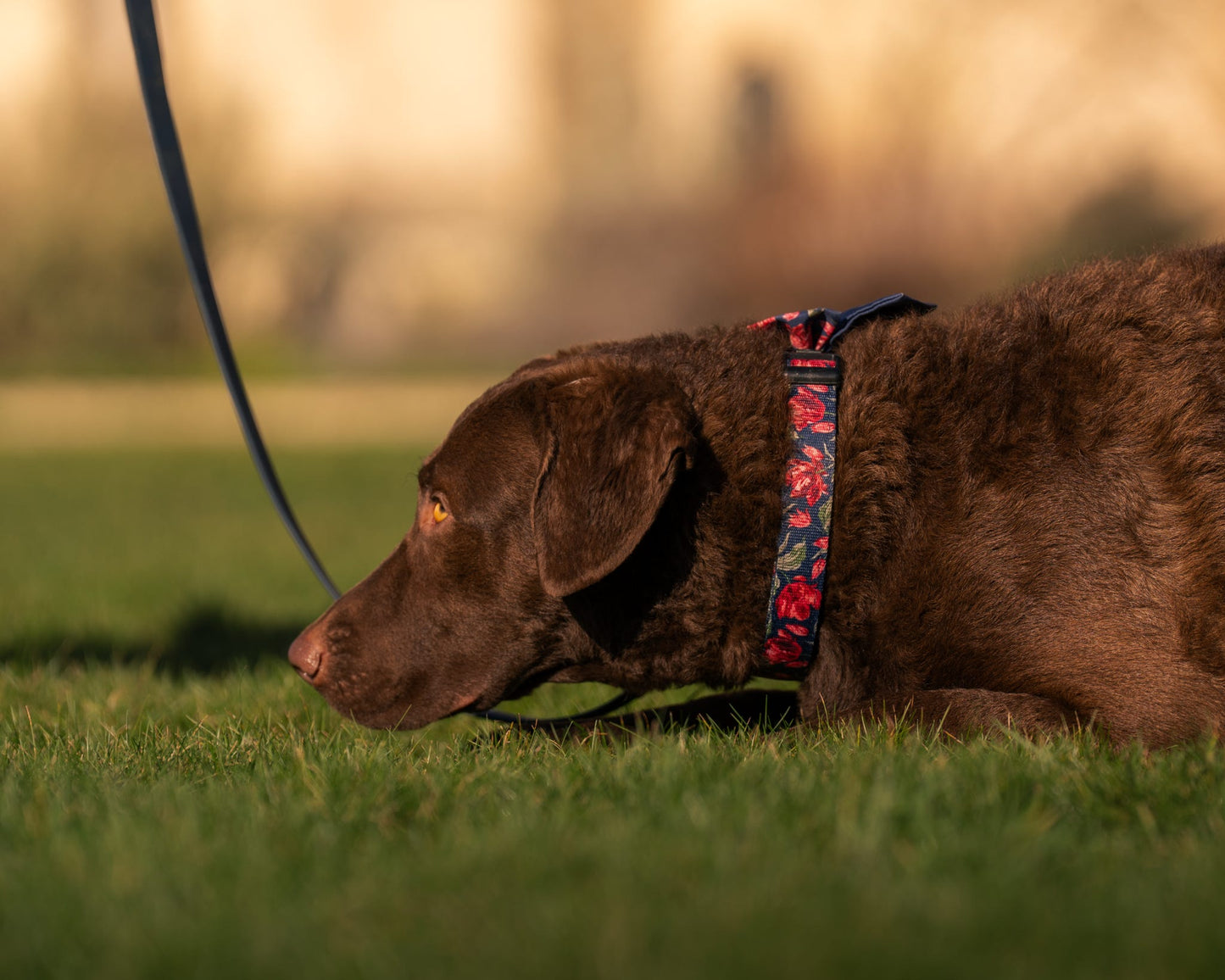 Laura Ashley Dog Collar - Gosford Meadow