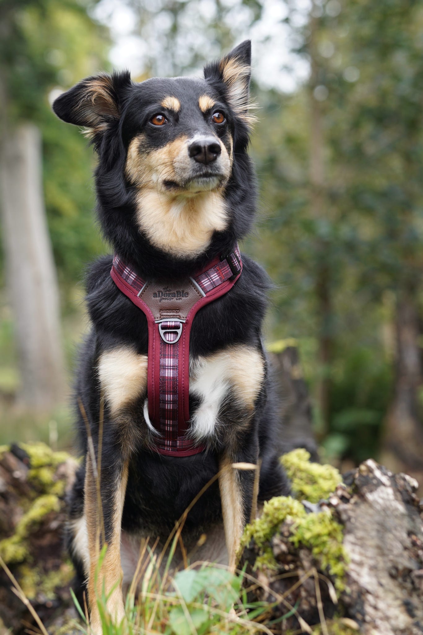 Streamline Pro™ Dog Harness - Heritage Collection - Merlot Manor