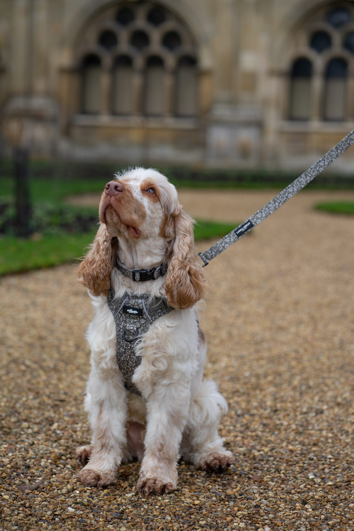 Laura Ashley Dog Harness - Sweet Alyssum