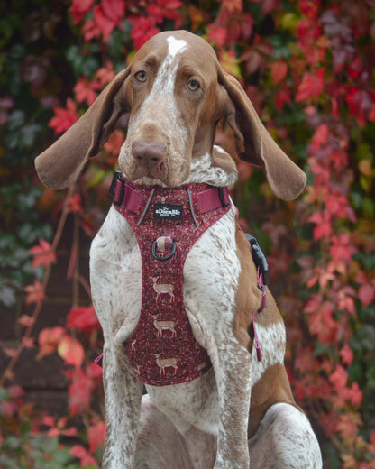 Hike & Go Lite™ Harness - Winter Fawn