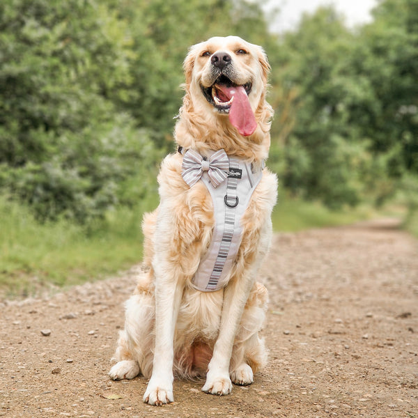 Hike & Go™ Harness - Coconut Cream