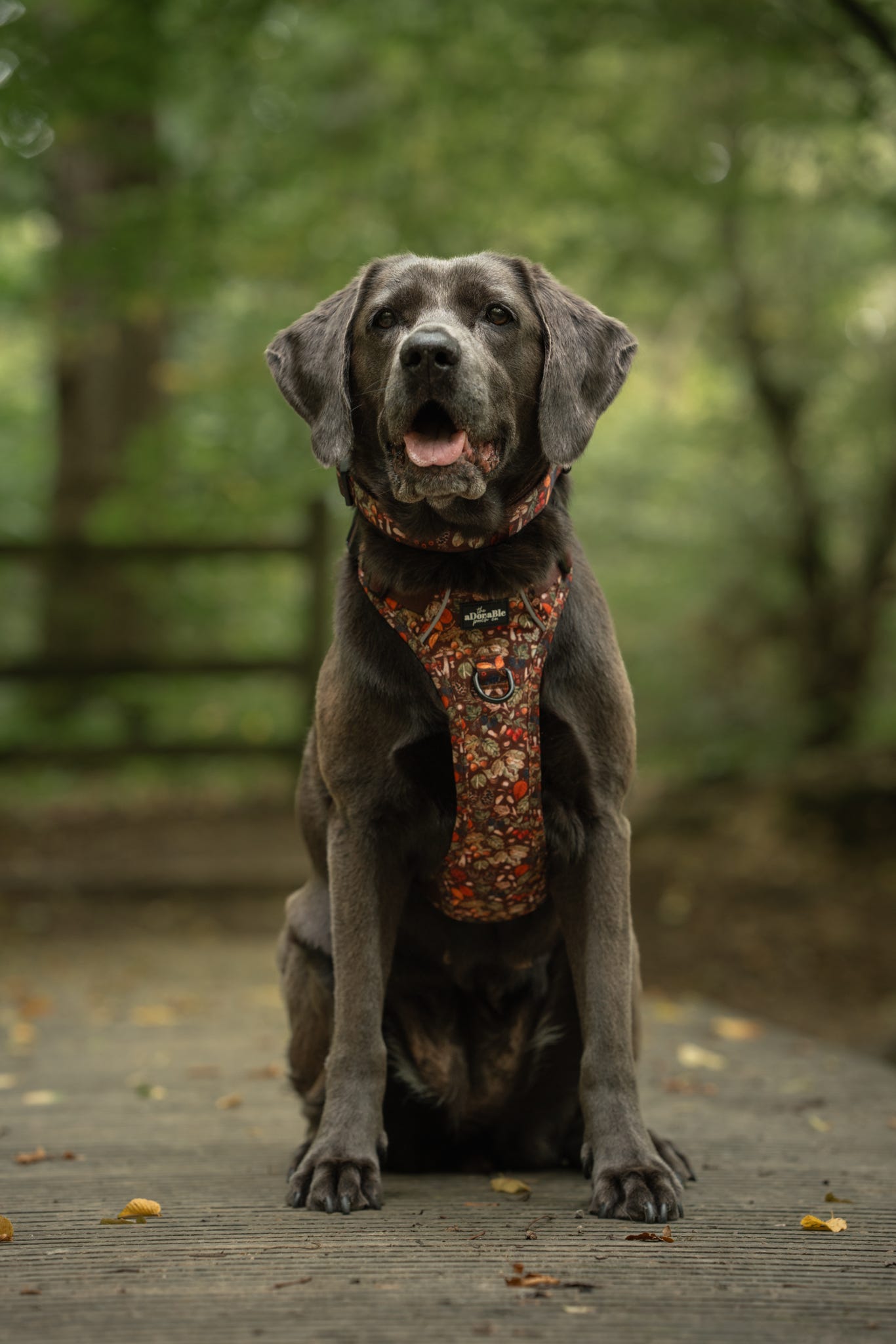 Hike & Go™ Harness - Foragers Forest