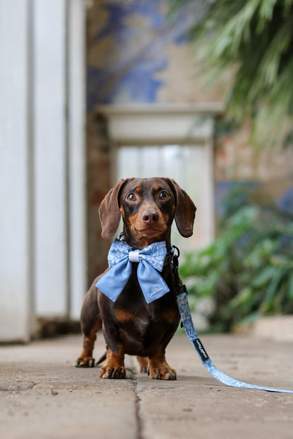Dachshund wearing a blue sailor bow tie on a leash in an outdoor setting