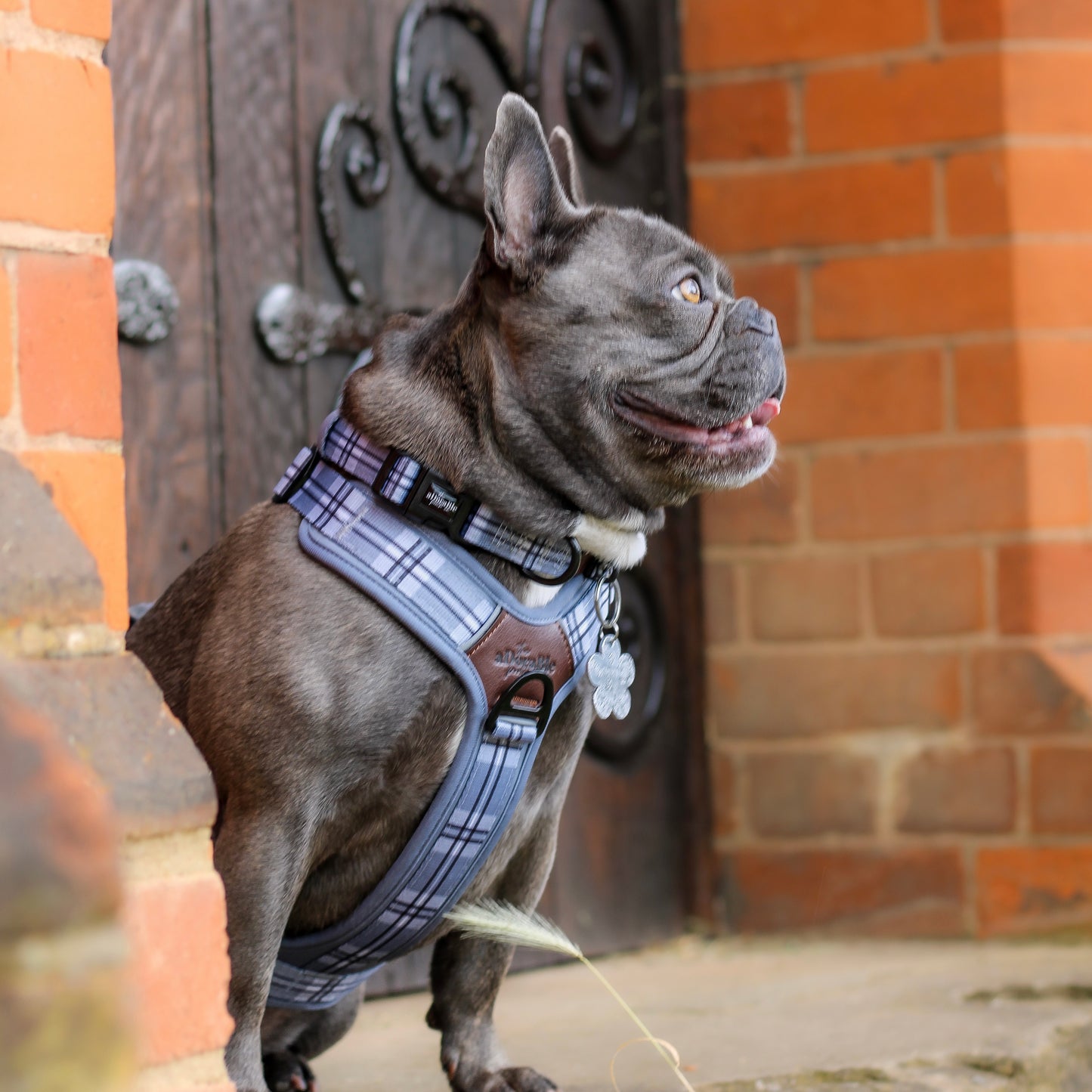 Streamline Pro™ Dog Harness - Heritage Collection - Gunsmoke Grey