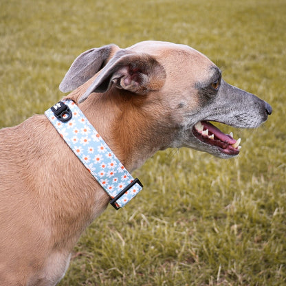 Martingale Collar - Oopsy Daisy