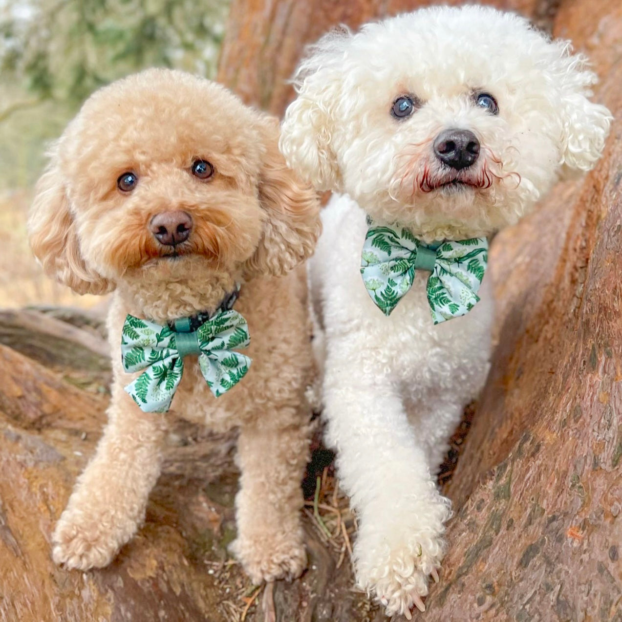 Sailor Bow Tie - Forest Of Ferns