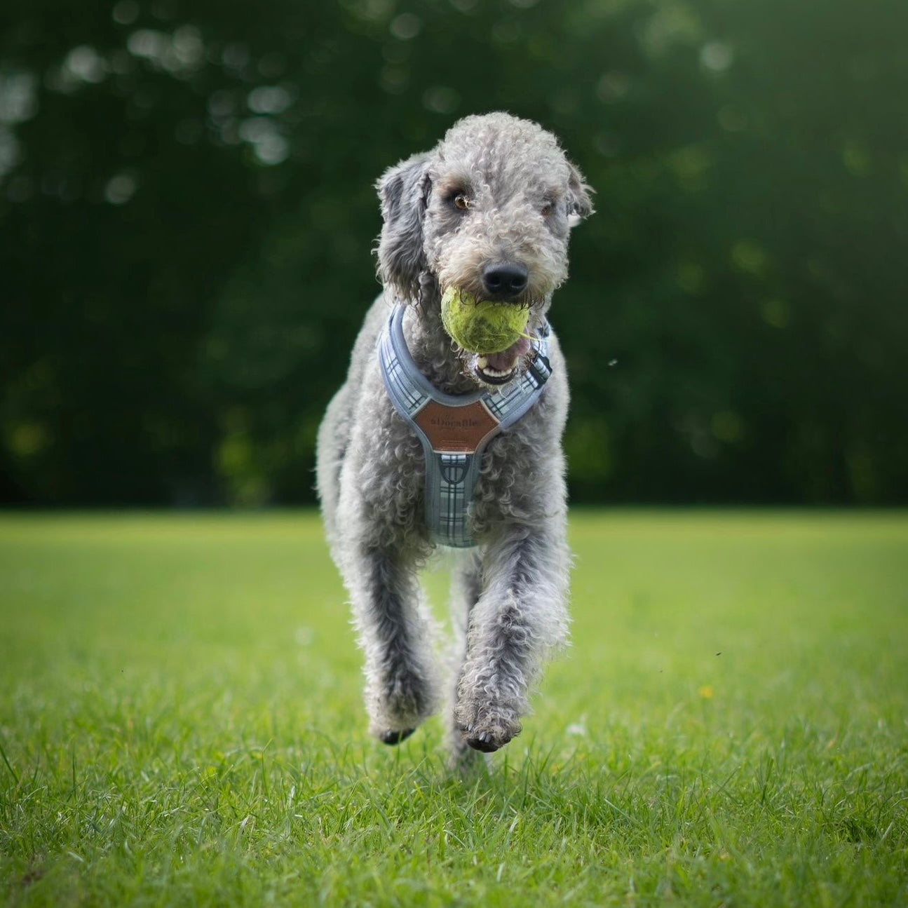 Streamline Pro™ Dog Harness - Heritage Collection - Gunsmoke Grey