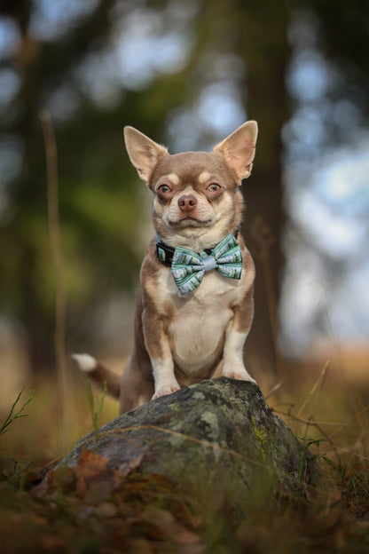 Bow Tie - Daydream Heights